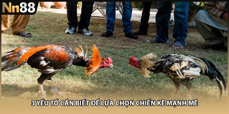 3 yếu tố cần biết để lựa chọn chiến kê mạnh mẽ