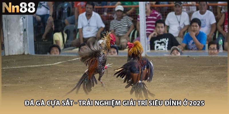 Đá Gà Cựa Sắt - Trải Nghiệm Giải Trí Siêu Đỉnh Ở 2025