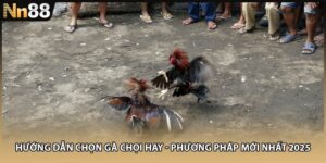 Hướng Dẫn Chọn Gà Chọi Hay - Phương Pháp Mới Nhất 2025