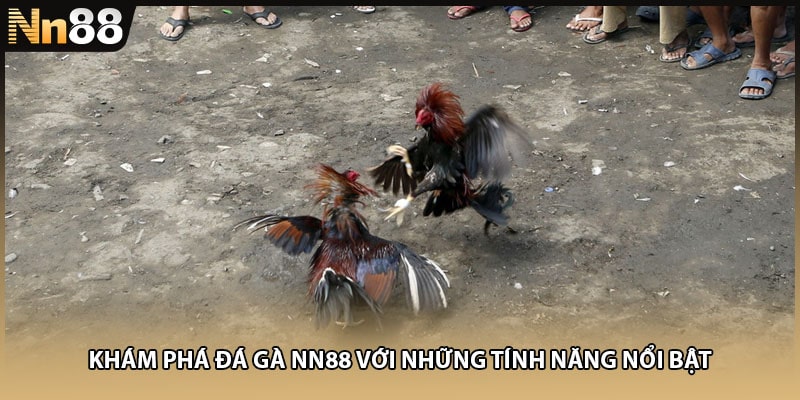 Khám phá đá gà NN88 với những tính năng nổi bật