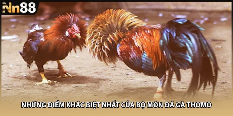 Những điểm khác biệt nhất của bộ môn đá gà thomo