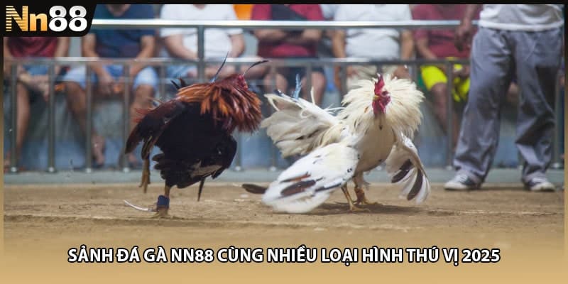 Sảnh Đá Gà NN88 Cùng Nhiều Loại Hình Thú Vị 2025