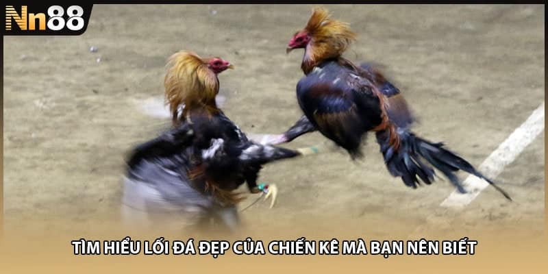 Tìm hiểu lối đá đẹp của chiến kê mà bạn nên biết